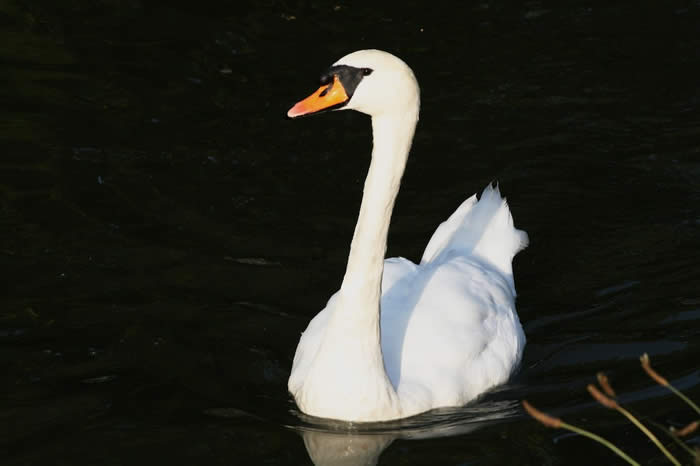 There once was an ugly duckling