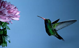 Hummingbird