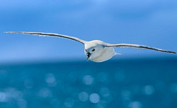 Seabird
